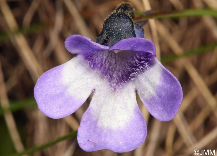 Pinguicula aff. leptoceras