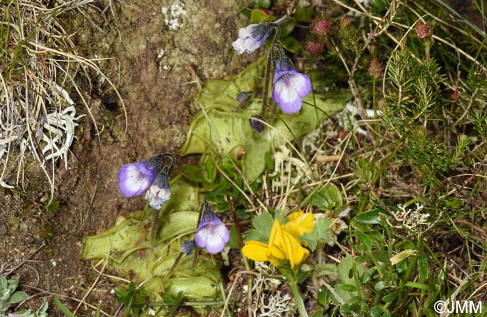 Pinguicula aff. leptoceras