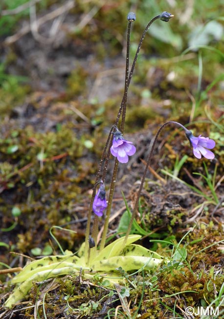 Pinguicula aff. leptoceras