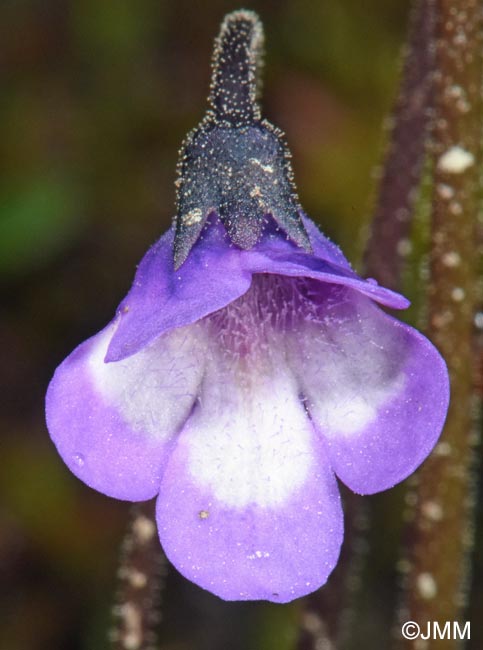 Pinguicula aff. leptoceras