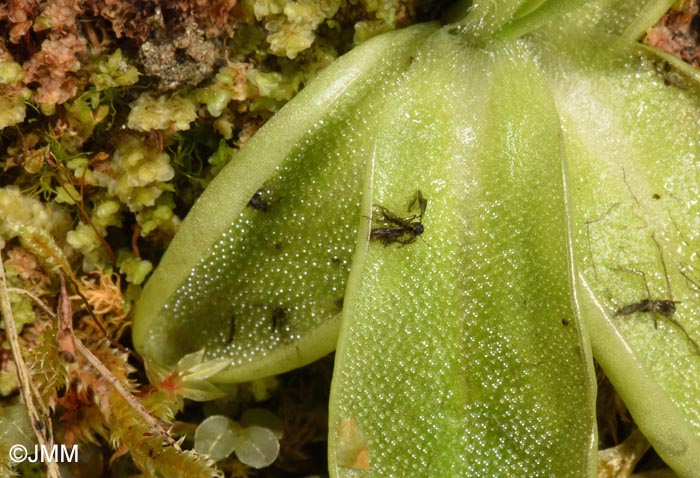 Pinguicula aff. leptoceras