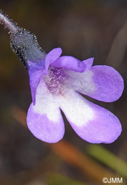 Pinguicula aff. leptoceras