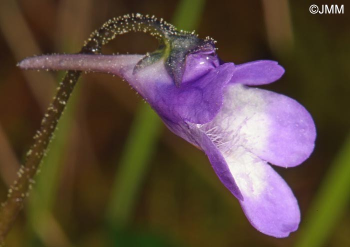 Pinguicula aff. leptoceras