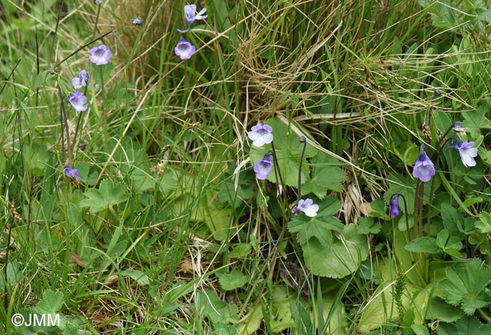 Pinguicula aff. leptoceras