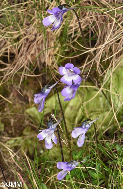 Pinguicula aff. leptoceras