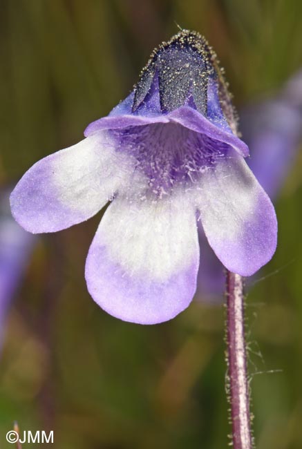 Pinguicula aff. leptoceras