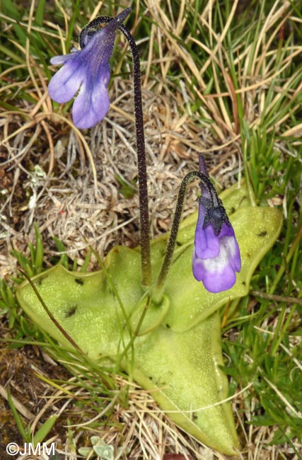 Pinguicula aff. leptoceras