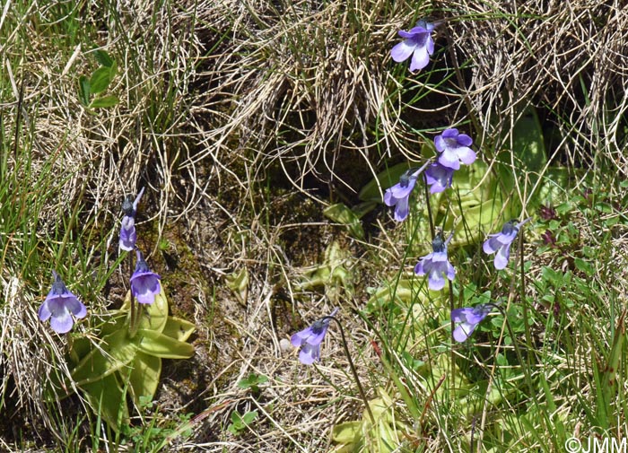 Pinguicula aff. leptoceras
