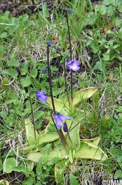 Pinguicula aff. leptoceras