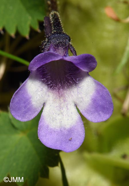 Pinguicula aff. leptoceras