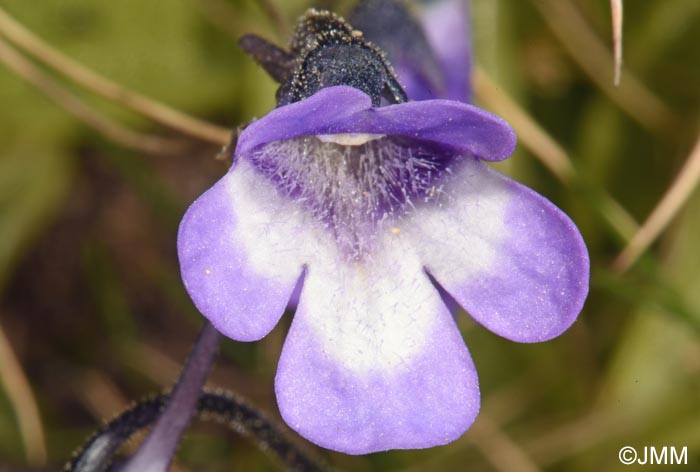 Pinguicula aff. leptoceras