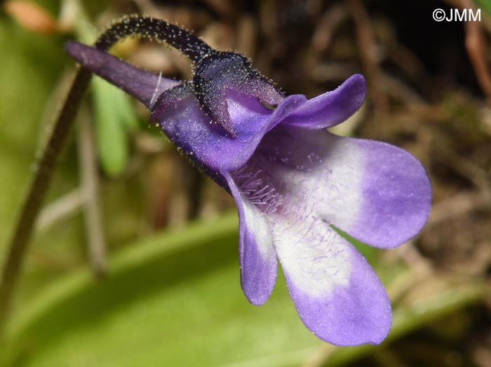 Pinguicula aff. leptoceras