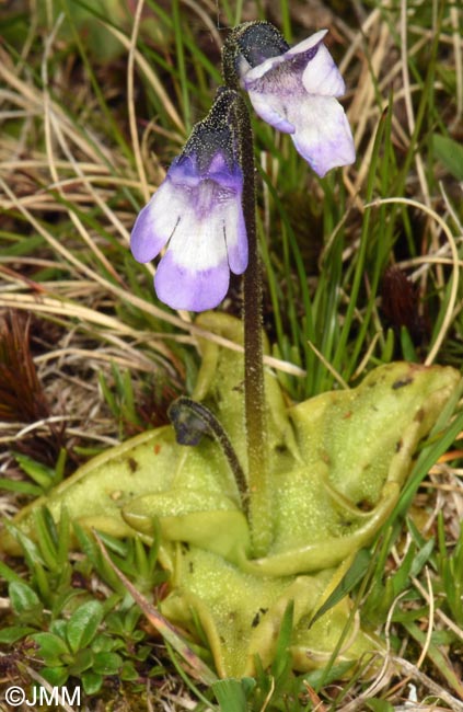 Pinguicula aff. leptoceras