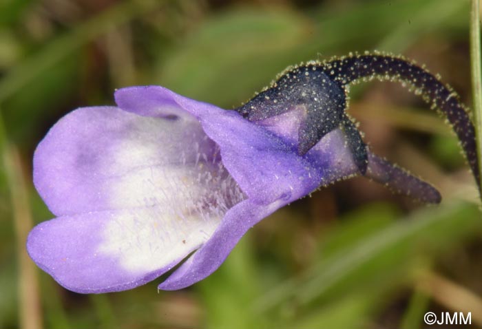 Pinguicula aff. leptoceras