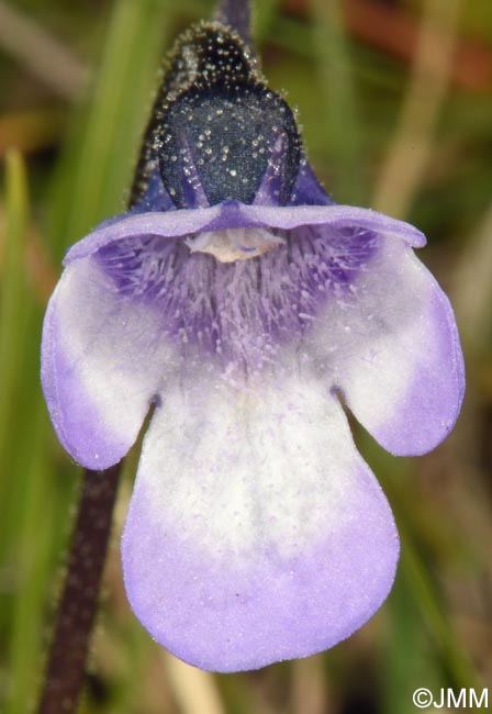 Pinguicula aff. leptoceras