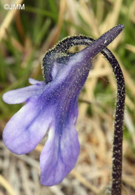 Pinguicula aff. leptoceras