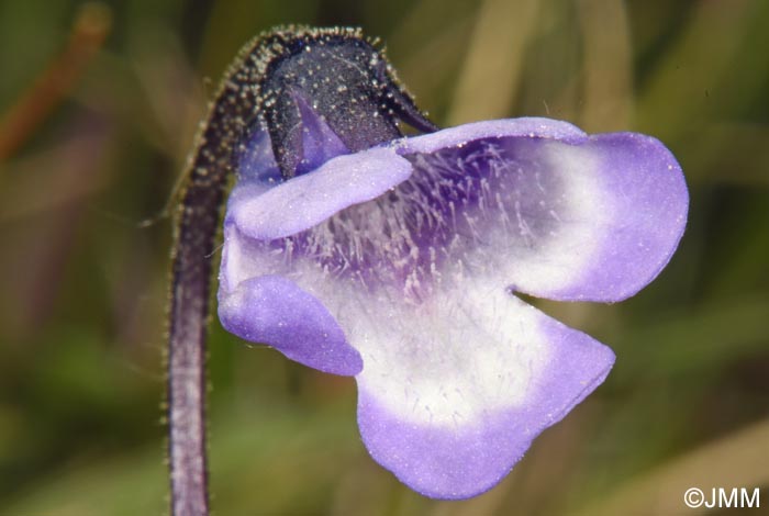 Pinguicula aff. leptoceras