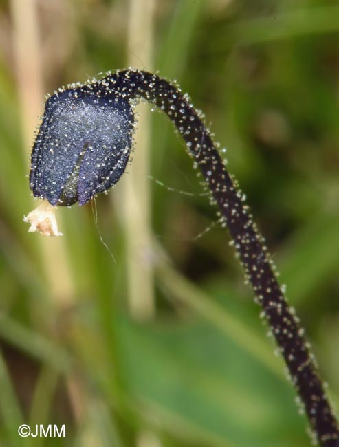 Pinguicula aff. leptoceras