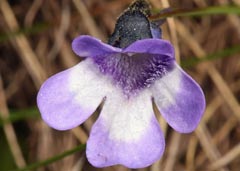 Pinguicula aff. leptoceras 