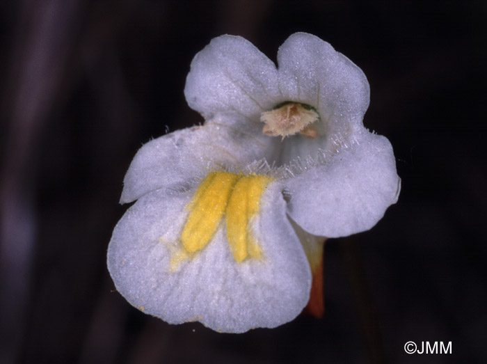 Pinguicula alpina