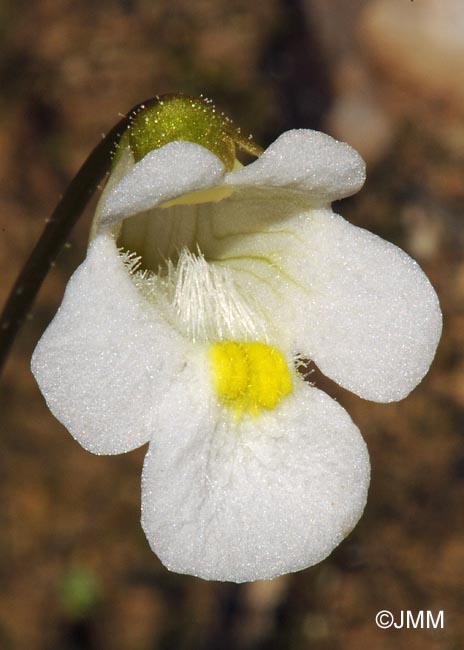 Pinguicula alpina