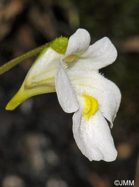 Pinguicula alpina