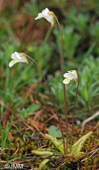 Pinguicula alpina