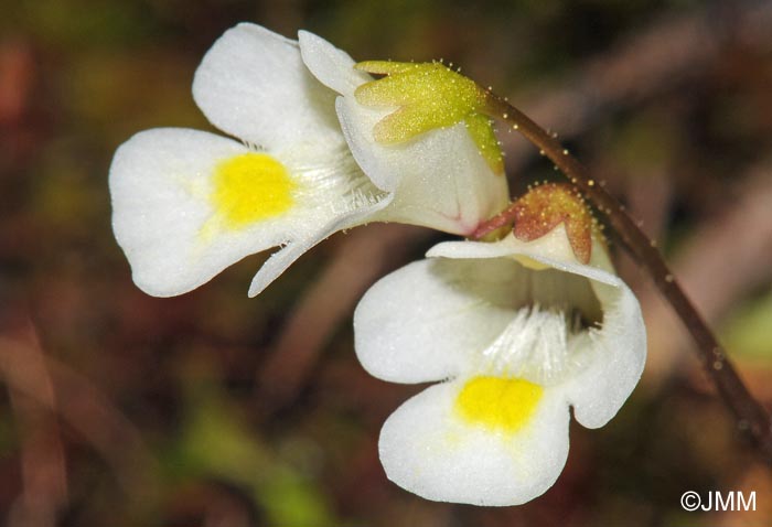 Pinguicula alpina