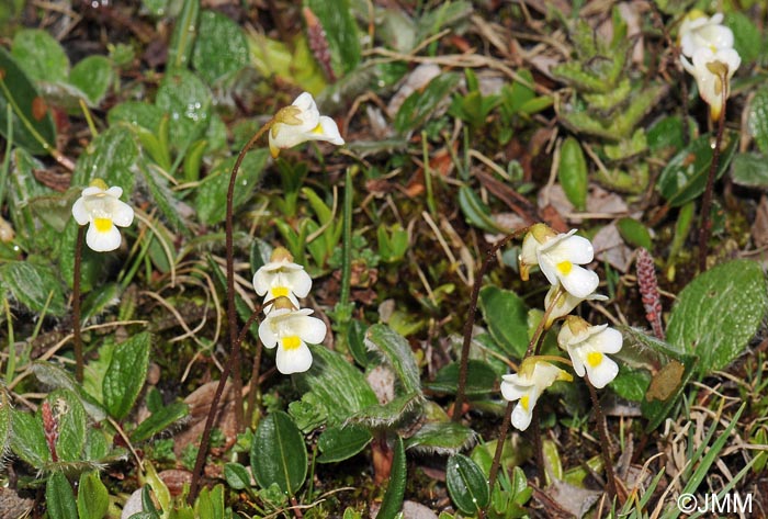 Pinguicula alpina & Salix reticulata