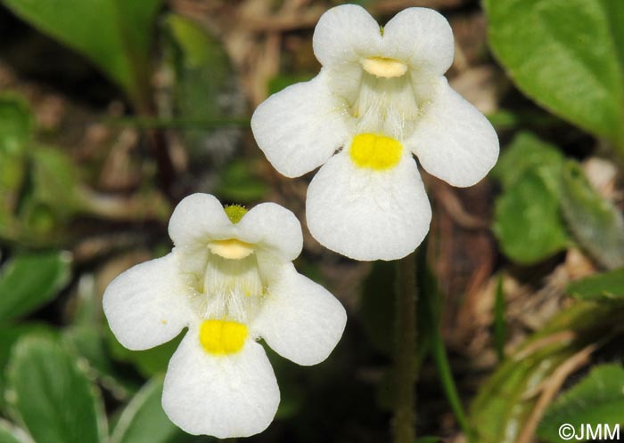 Pinguicula alpina