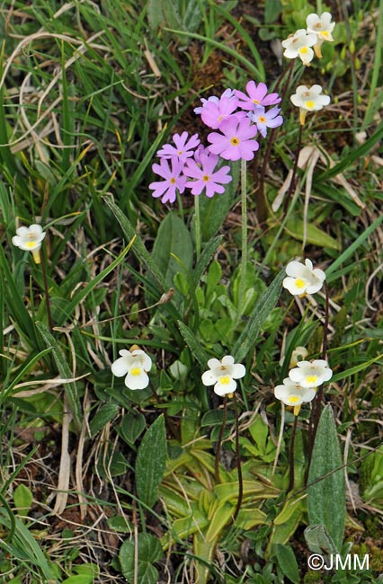 Pinguicula alpina & Primula farinosa