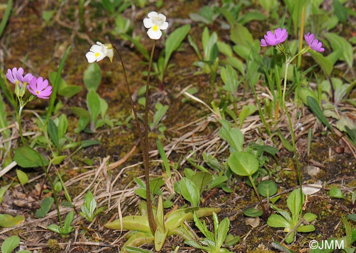 Pinguicula alpina & Primula farinosa