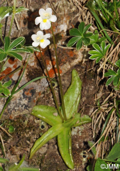 Pinguicula alpina