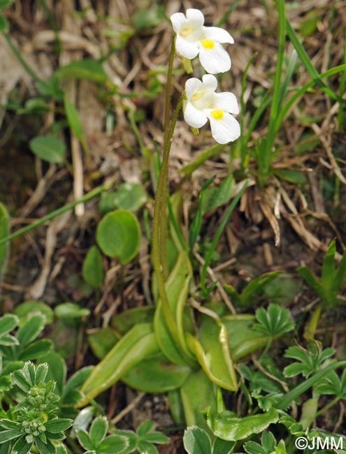 Pinguicula alpina