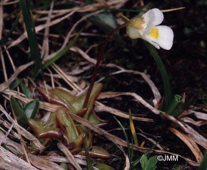 Pinguicula alpina