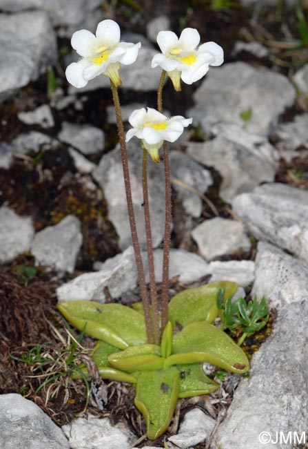 Pinguicula alpina