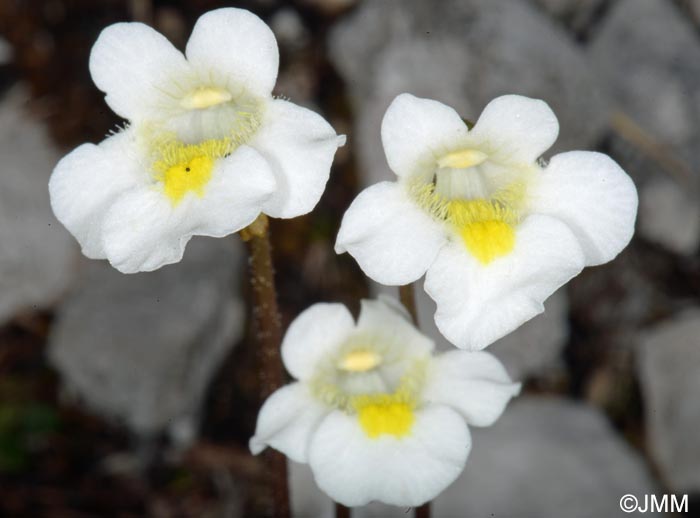 Pinguicula alpina