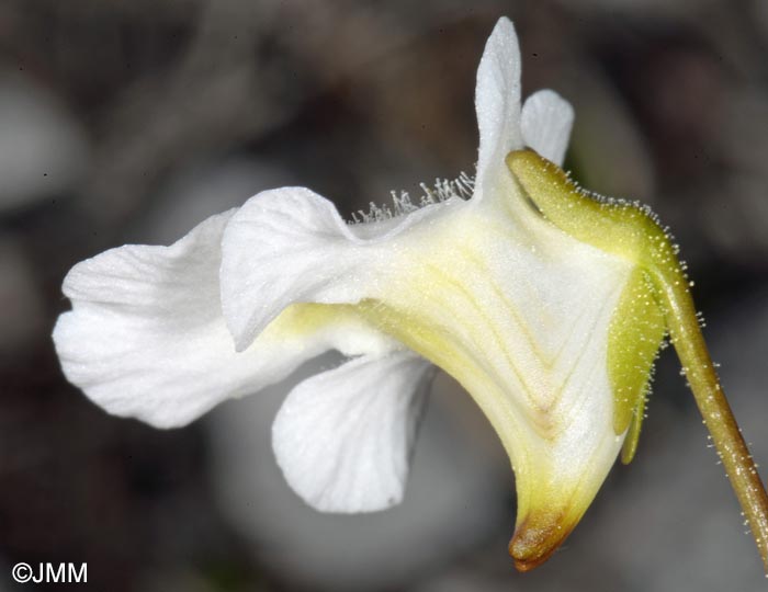 Pinguicula alpina