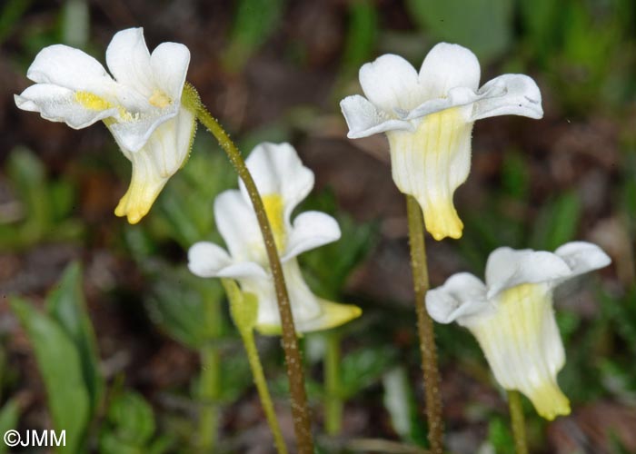 Pinguicula alpina