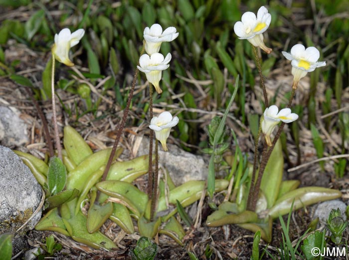 Pinguicula alpina