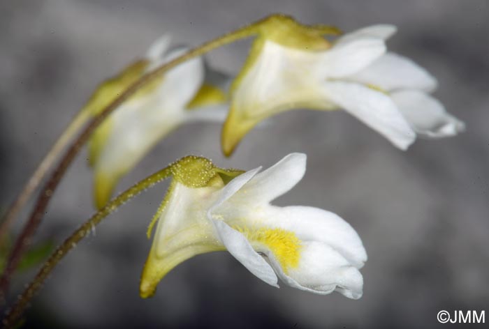 Pinguicula alpina