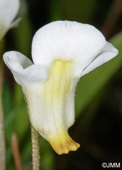 Pinguicula alpina