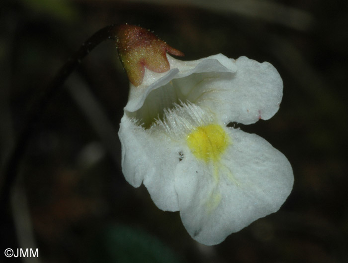 Pinguicula alpina