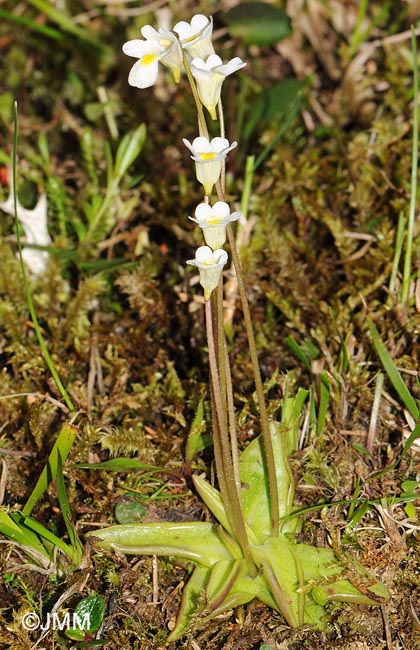 Pinguicula alpina