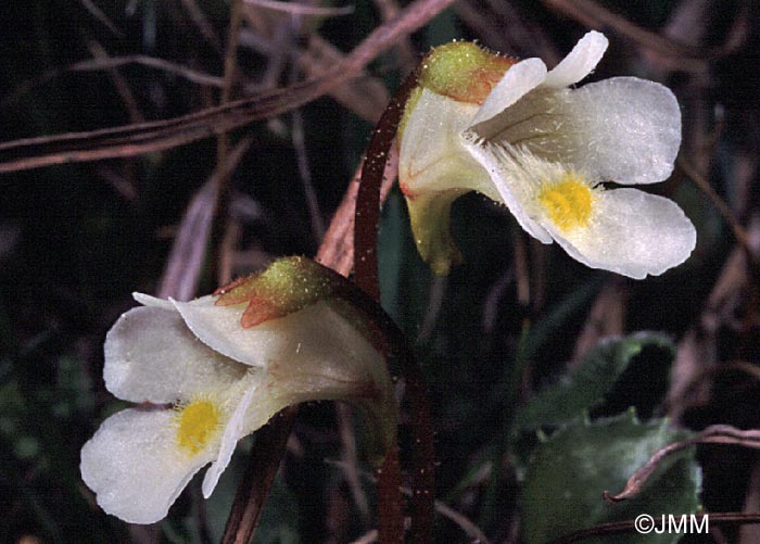 Pinguicula alpina