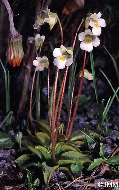 Pinguicula alpina