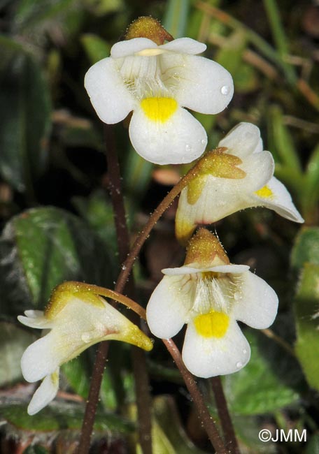 Pinguicula alpina