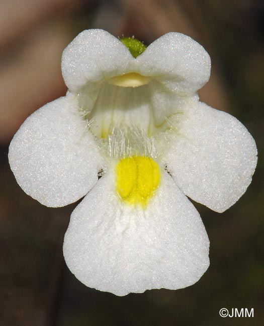 Pinguicula alpina