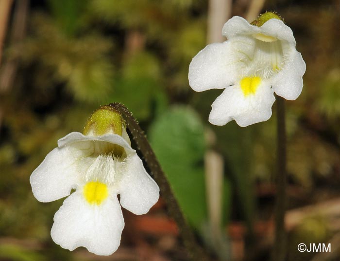 Pinguicula alpina