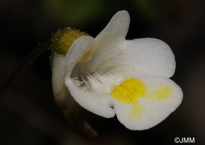 Pinguicula alpina